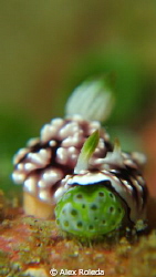Nudibranch with different color and sized rhinophores tak... by Alex Roleda 
